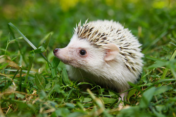  African pygmy hedgehog