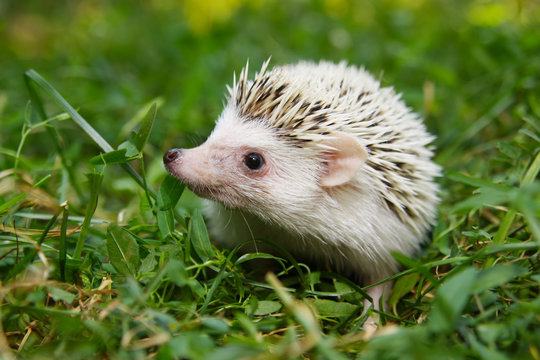  African Pygmy Hedgehog