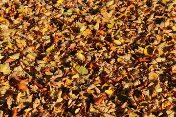 buntes Laub im Herbst
