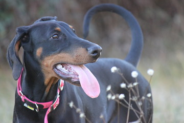 Dobermann