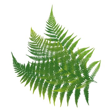 Three colored leaf fern. Vector illustration.