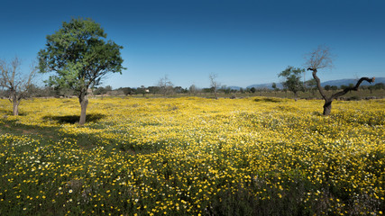 Obraz premium OLYMPUS DIGITAL CAMERA