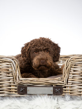 Australian labradoodle puppy portrait. Image taken in a studio with white background and wooden basket