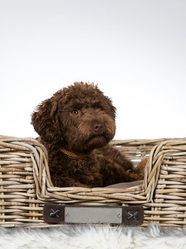 Australian labradoodle puppy portrait. Image taken in a studio with white background and wooden basket.