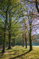 Fototapeta premium trees in the park