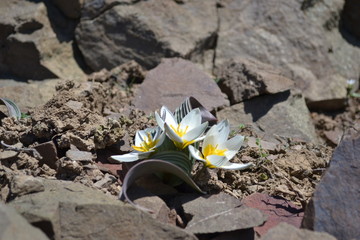 flower on stone