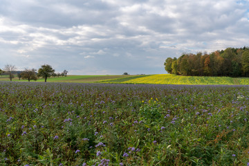 Bunte Wiese mit Bäumen und schweren Regenwolken