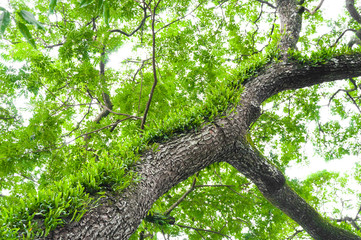 Branches of a large tree covered with ferns and moss parasitic