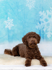 Australian labradoodle dog portrait. Image taken in a studio with a snowy background.