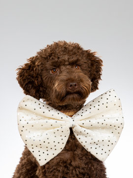 Australian labradoodle dog portrait. Image taken in a studio with white background. Dog is wearing a big white bow.