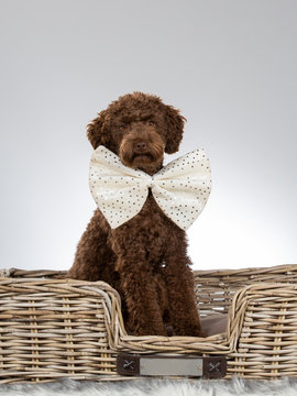 Australian labradoodle dog portrait. Image taken in a studio with white background. Dog is wearing a big white bow.