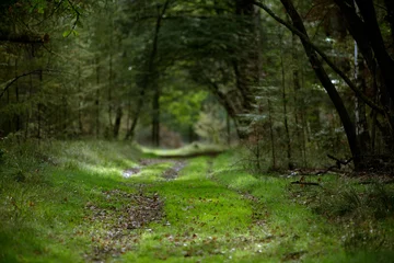 Fototapeten Een bijna mystiek bospad met frisse groene kleuren © JoveImages