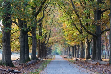 Poster Im Rahmen Herbst im Wald © JoveImages