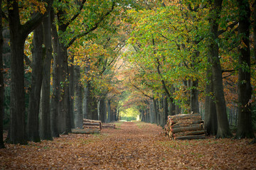 Herfstkleuren tekenen een prachtig bospad