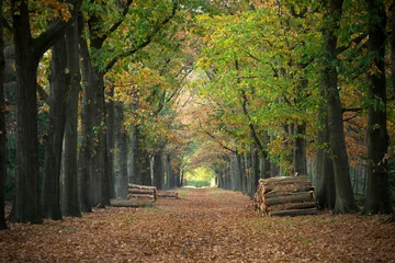 Poster Im Rahmen Herbstfarben zeichnen einen schönen Waldweg © JoveImages