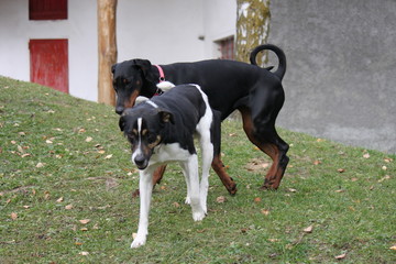 Dobermann