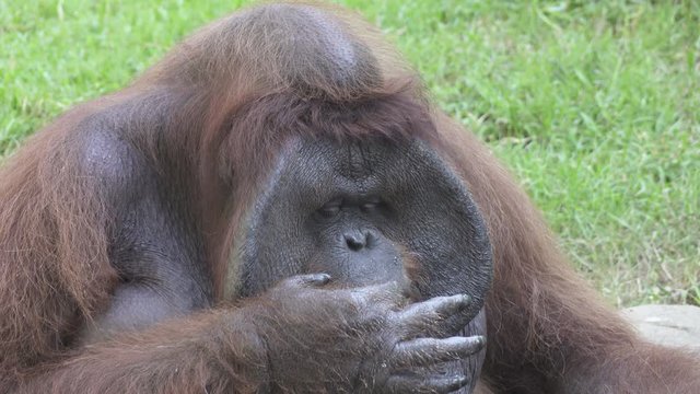 Big orangutan on a green grass