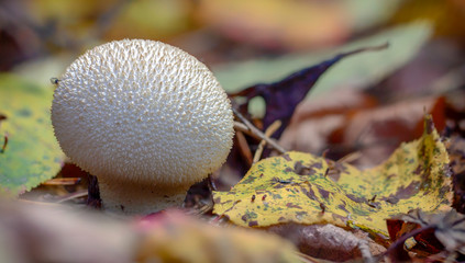 Common puffball mushroom - Lycoperdon perlatum - growing in green sphagnum moss close up