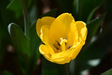 Naklejka premium tulip, flower, spring, nature, white, yellow, green, narcissus, plant, daffodil, garden, blossom, flowers, tulips, bloom, beauty, floral, field, flora, beautiful, daffodils, color, petal, leaf, season
