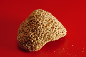 coquillage blanc avec éponge sur fond rouge
