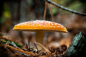 Amanita muscaria fly agaric red mushrooms with white spots in grass