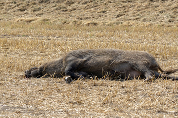 dead boar on harvested field