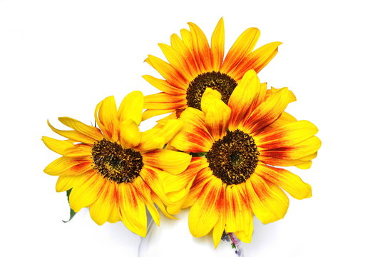 Bouquet of yellow garden decorative sunflower on white background. Isolated. Top view