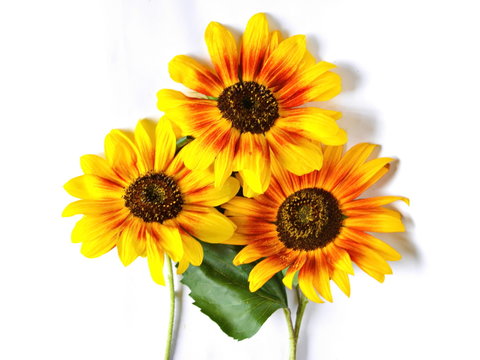 Bouquet of yellow garden decorative sunflower with green leaf on white background