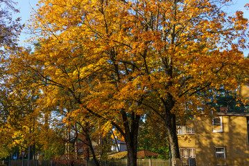 Fototapeta premium maple tree branches with vivid colored leaves against blue sky background,