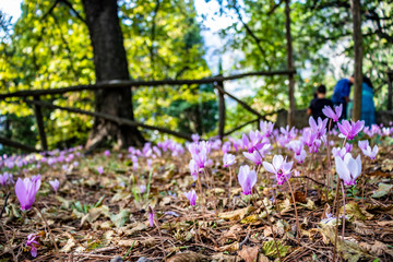 walk in the woods. Wild cyclamen, pine cones and chestnuts, among the dry leaves, in autumn.