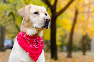 Autumn Labrador Retriever