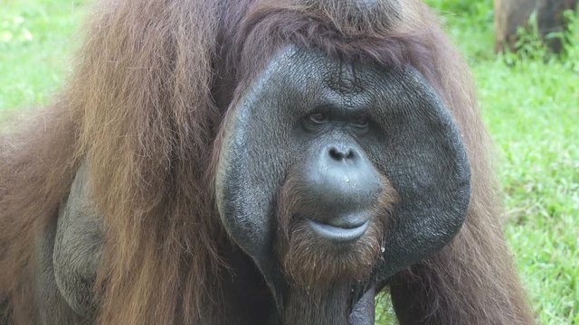 Big orangutan on a green grass