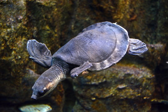Carettochelys insculpta. Freshwater turtle swim underwater in aquarium