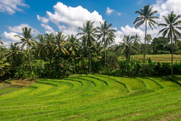 Fototapeta na wymiar Rice Terraces near Ubud, Bali, Indonesia