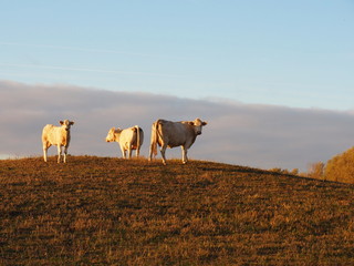 Neugierige Kühe in Bislich auf dem Deich