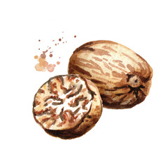 Nutmeg nut. Watercolor hand drawn illustration  isolated on white background