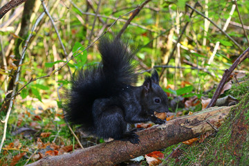 Eichhörnchen beim Nüsse sammeln
