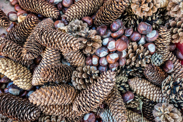 Tannanzapfen und kastanien