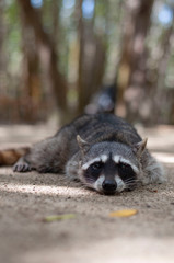 South American Coati laying in the jungle