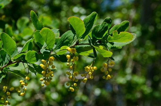View of Berberis with broad leaves, highly branched, prickly bush and yellow aromatic flowers  in  the  Lozen mountain, Bulgaria  