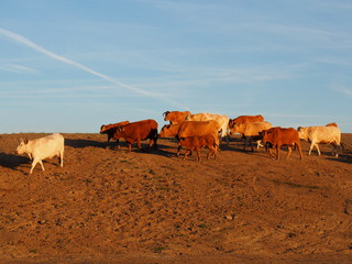 Vorbeilaufender Kuhtreck in Bislich