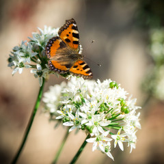 The butterfly has sat down on a flower