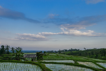 Jatiluwih Rice Terraces at sunset with reflection, Bali, Indonesia.