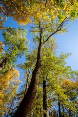 Autumn trees and blue sky