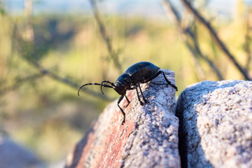 A cactus longhorn beetle, Moneilema, perched on a rock in the Sonoran Desert north of Tucson, Arizona. An all black large insect which enjoys dining on prickly pear cactus.