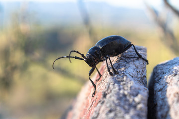 A cactus longhorn beetle, Moneilema, perched on a rock in the Sonoran Desert north of Tucson, Arizona. An all black large insect which enjoys dining on prickly pear cactus.