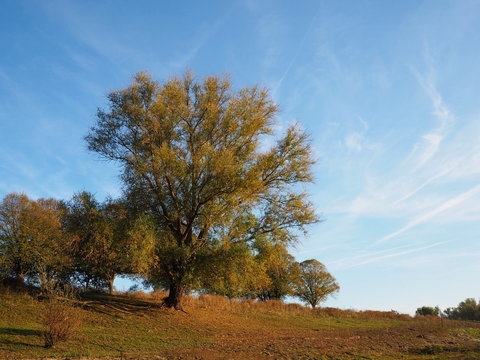 Salix-Weide in Bislich