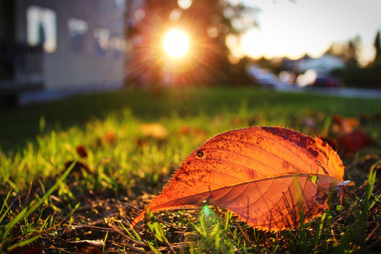 Sunset over a neighborhood grass field with a fallen autumn leaf