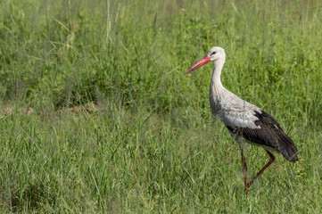 Storch