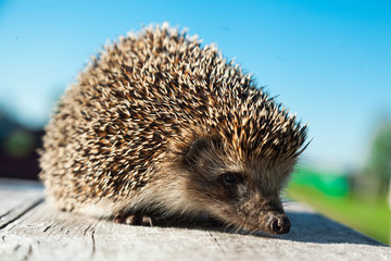 The young hedgehog goes